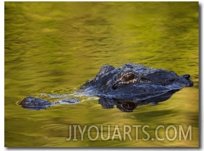 American Alligator at an Alligator Farm, St. Augustine, Florida, USA