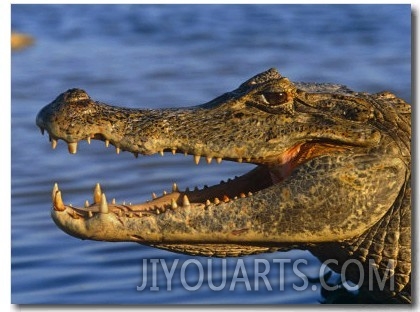 Spectacled Caiman, Llanos, Hato El Frio, Venezuela