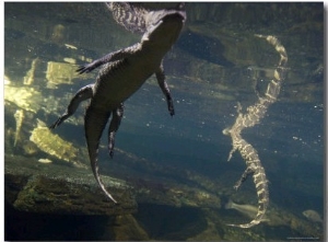 American Alligators from the Omaha Zoo