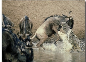 Nile Crocodile, Attacks Wildebeest, Serengeti, Tz