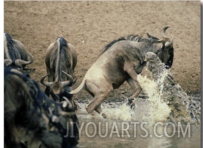 Nile Crocodile, Attacks Wildebeest, Serengeti, Tz