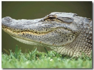 Alligator Face