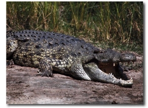 Nile Crocodile with Mouth Open, Uganda, Africa