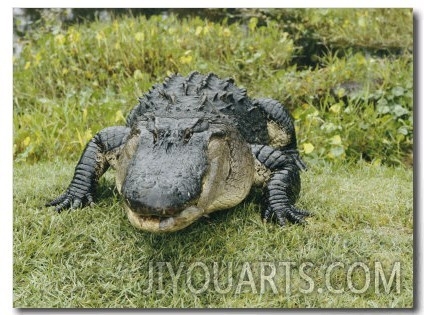 An American Alligator with a Small Fish Hanging out of its Closed Mouth