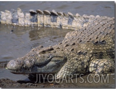 Nile Crocodile (Crocodylus Niloticus), Mara, Kenya