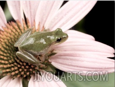 Squirrel Treefrog on Echinacea Flower, Florida, USA