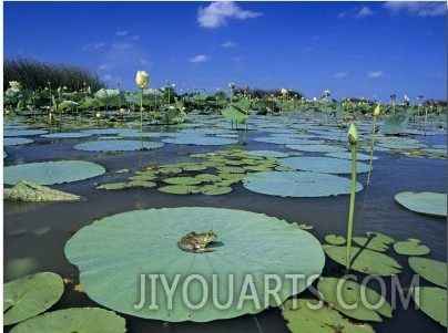 Bullfrog, Adult on American Lotus Lilypad, Welder Wildlife Refuge, Sinton, Texas, USA