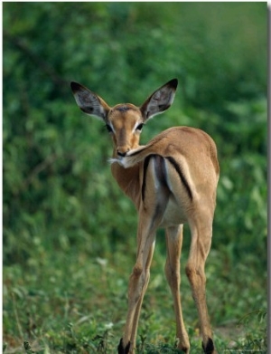 A Young Impala Stares Back at the Camera