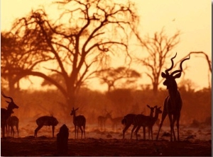 Adult Male Kudu with Impala at Pump Pan Waterhole, Chobe National Park, Botswana