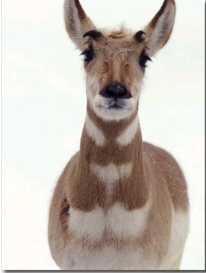 African Antelope, Captive