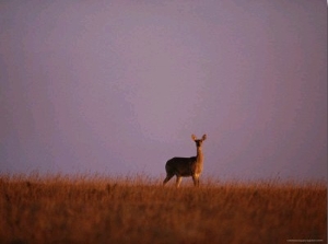 An Impala on a Grassy Plain in Malawi