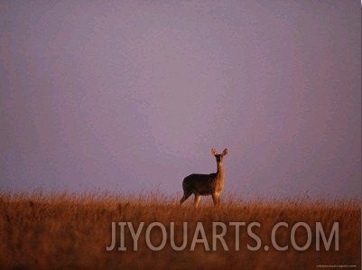 An Impala on a Grassy Plain in Malawi