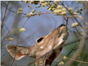 Antelope Eating Tree Buds