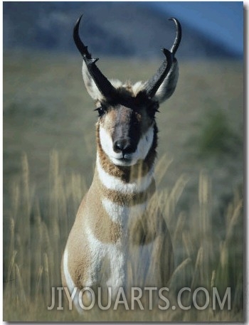 Close Portrait of a Pronghorn