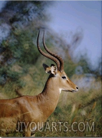 Portrait of an Impala 01