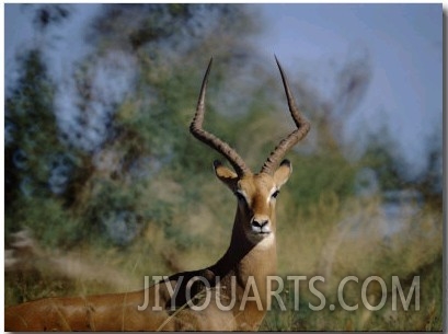 Portrait of an Impala