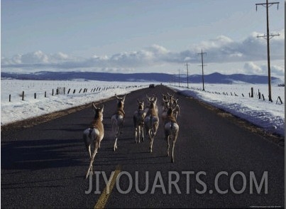 Pronghorn Travel a Road to Avoid Heavy Snow