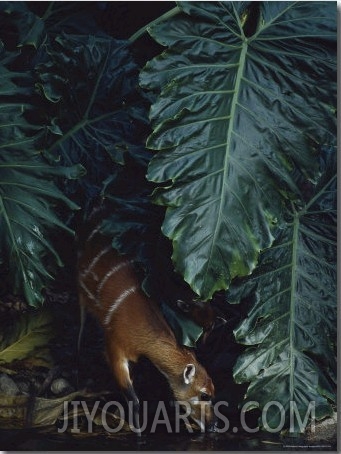 Sitatunga