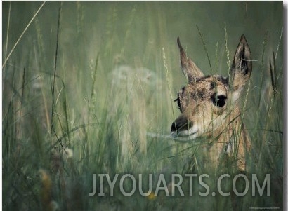 The Head of a Pronghorn Fawn