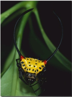 A Close View of a Spiny Backed Spider, Gasteracantha Species