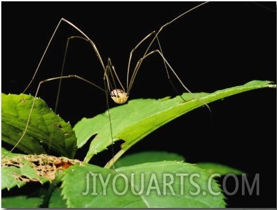 A Daddy Long Legs Spider Walks Across a Leaf