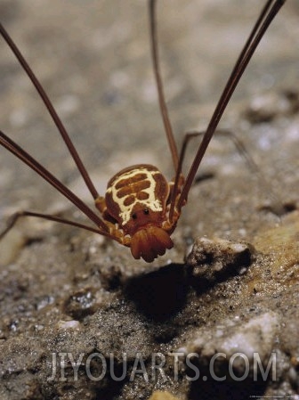 A Harvestman Hunts on the Cave Floor