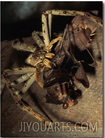 A Huntsman Spider Catches and Devours a Praying Mantis