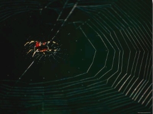 An Orb Weaver Spider and its Web Sparkle in the Sunshine 01