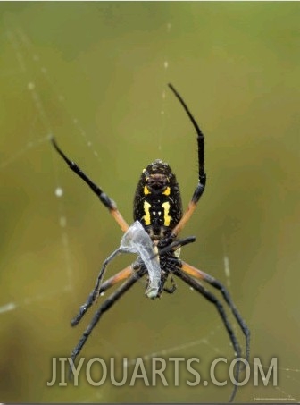 Black And Yellow Argiope Wraps Up a Damselfly in its Web