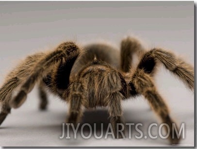 Chilean Rose Tarantula at the Lincoln Children