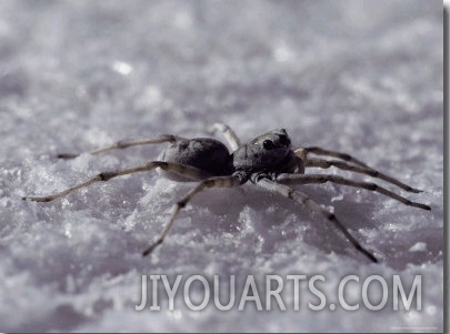 Salt Lake Wolf Spider, Lycosa Eyrei, Hunts on Salt Lakes Chrystals, Australia