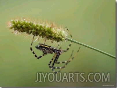 Silver Orb Banded Argiopi Spider at Found at Spring Creek Prairie