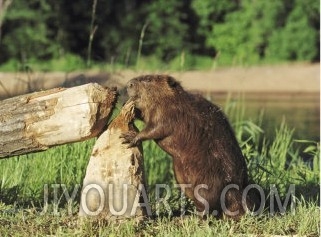 Beaver, Feeding on Tree He Just Cut Down, USA