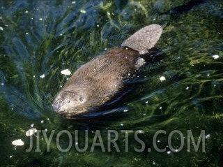 Beaver, USA