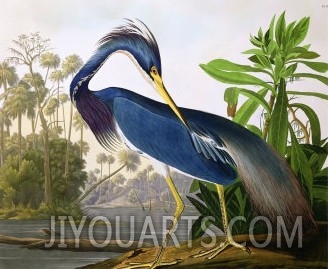 Louisiana Heron from "Birds of America"