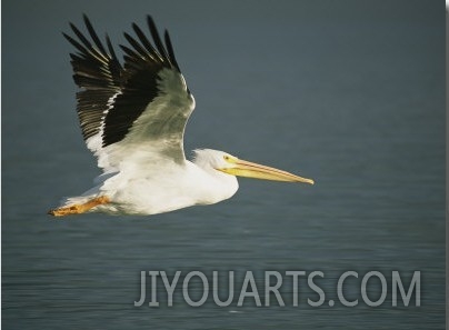 American White Pelican (Pelecanus Erythrorhynchos), Placida, Florida