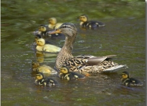 Mother Duck Leading Ducklings on the River in Keukenhof Gardens, Amsterdam, Netherlands