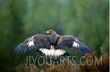 Golden Eagle, Male Perched, Highlands, Scotland