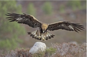 Golden Eagle, Adult Landing, Scotland