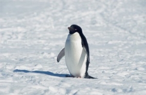 Adelie Penguin in Snow, Antarctica