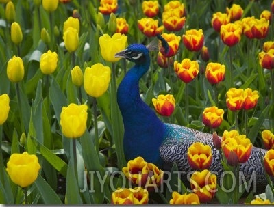 Peacock with Tulips, Keukenhof Gardens, Amsterdam, Netherlands