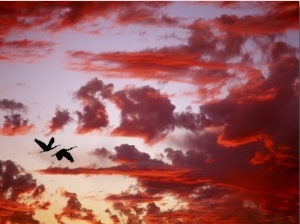 Silhouette of Roseate Spoonbills in Flight at Sunset, Tampa Bay, Florida, USA