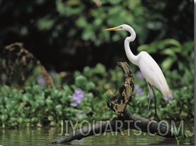 A Great Egret, Casmerodius Albus, Perches on Fallen Tree Limb