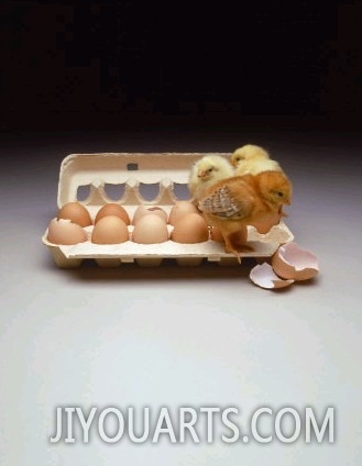 Chicks in a Carton of Eggs