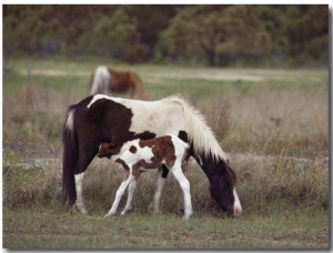 Chincoteague Ponies Grazing on Assateague Island, Virginia