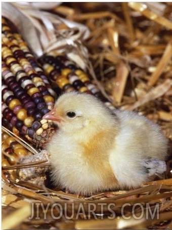 Domestic Chicken Chick