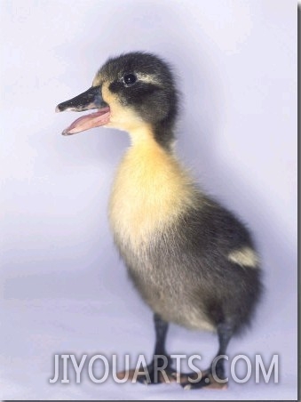 Domestic Duck, Duckling