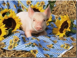 Domestic Piglet and Sunflowers, USA