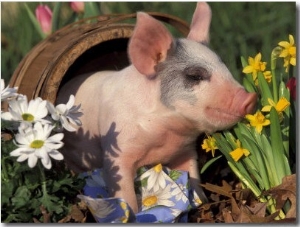 Domestic Piglet in Barrel, Mixed Breed