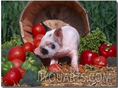 Domestic Piglet, Amongst Sunflowers, USA